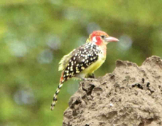 Barbet Red and Yellow 7967