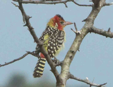 Barbet Red and Yellow 7860