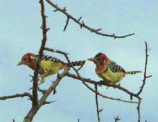Barbet Red and Yellow 7864