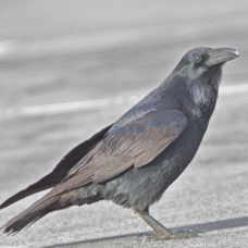 Common Raven 0952