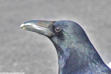 Common Raven 0957