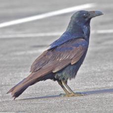 Common Raven 0939