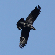 Raven 5091