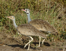 Bustard White-bellied female and male 0724