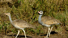 Bustard White-bellied female and male 0727