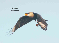 Crested Caracar in flight-124.jpg