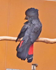 Red-tailed Black Cockatoo 1433