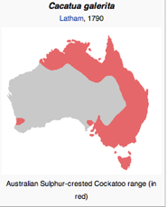 range Sulfur-crested Cockatoo