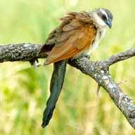 Coucal White-browed 192