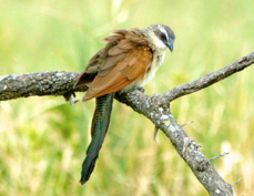 Coucal White-browed 7078