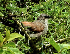 Coucal White-browed 6389