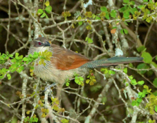 Coucal White-browed 7483