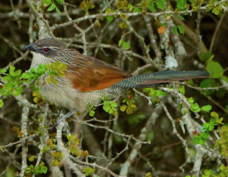 Coucal White-browed 7488