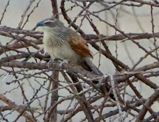 Coucal White-browed 2281