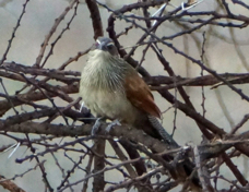Coucal White-browed 2284
