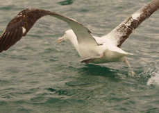 Royal Albatross 8882
