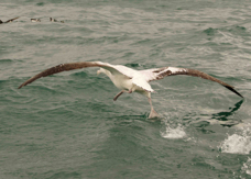 Royal Albatross 8892