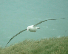 Rolyal Albatross 2080