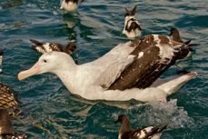 Wandering Albatross 8500