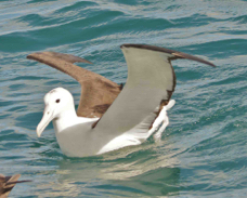 Wandering Albatross 8551