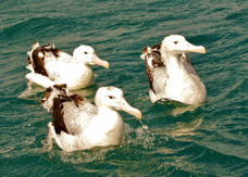 Wandering Albatross 8579