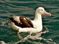 Wandering Albatross 8618