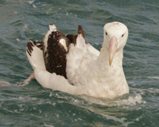 Wandering Albatross 8653