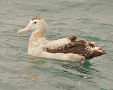 Wandering Albatross 8721