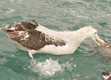 Wandering Albatross 8924