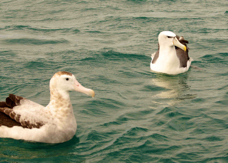 Wandering Albatross & New Zealand White-capped Mollymawk 8668