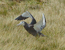 Wandering Albatross juvenile 4945