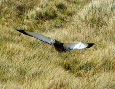 Wandering Albatross juvenile 4951