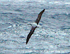 Wandering Albatross 2136