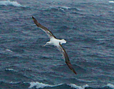 Wandering Albatross 2170