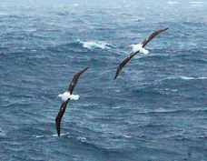 Wandering Albatross 2173