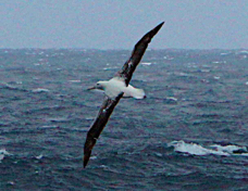 Wandering Albatross 2176
