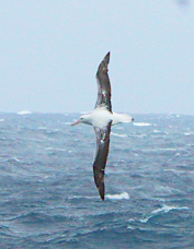 Wandering Albatross 2181