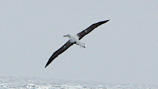 Wandering Albatross 2217