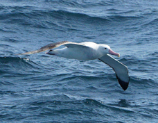 Wandering Albatross 2634