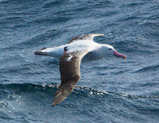 Wandering Albatross 2640