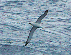 Wandering Albatross 2129