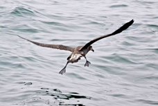Black-footed Albatross 9703