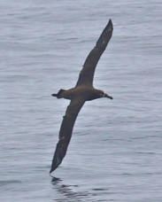 Black-footed Albatross 3853