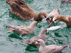 Black-footed Albatross & Norhern Fulmar 9965