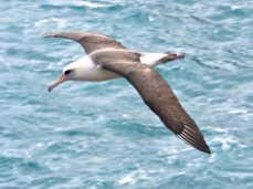 Laysan Albatross 2841