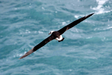 Laysan Albatross 2811