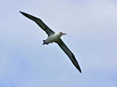 Laysan Albatross 2858