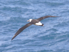 Laysan Albatross 2880