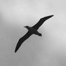 Laysan Albatross 2950