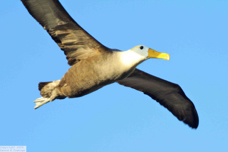 Waved Albatross 9670